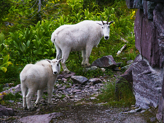 Photo of Mother and Kid Goats, Glacier National Park,Mt., by John Hulsey